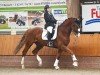 dressage horse Lacoste 160 (Hanoverian, 2016, from Lissaro)