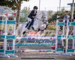 jumper Proud of Peaches (Pony without race description, 2015)
