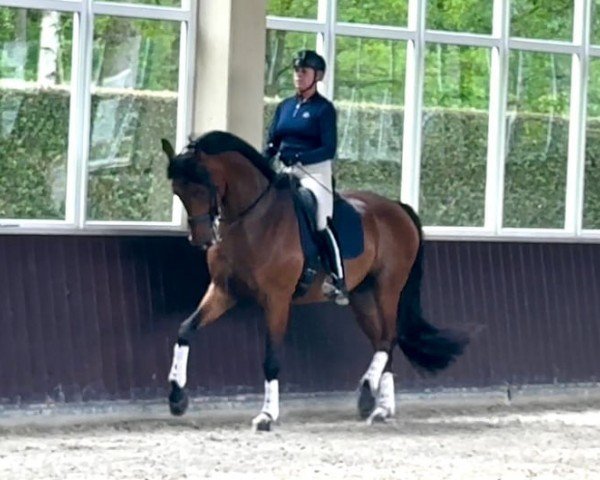 Dressurpferd Idool B (KWPN (Niederländisches Warmblut), 2013, von Glock's Dream Boy)