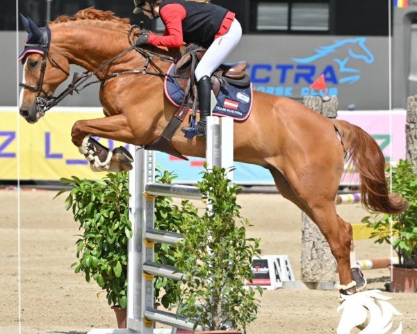 Springpferd Emil La Rouge (Oldenburger Springpferd, 2010, von Escudo I)