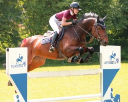 jumper Cheers Miss Sophie (Oldenburg show jumper, 2013, from HH Messenger)