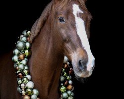 Pferd Doree Junior (Belgisches Warmblut, 2009, von Doree van de Moskifarm)