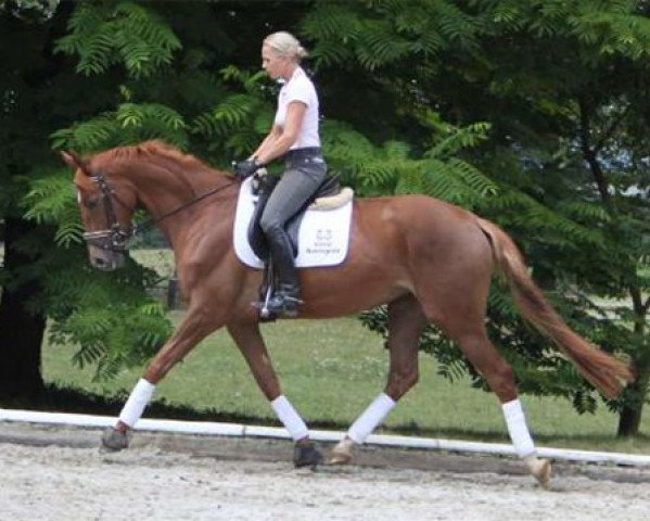 horse Holla 7* (Trakehner, 2009, from Polarion)