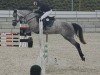 jumper Chess 49 (Oldenburg show jumper, 2018, from K.i Checkter)