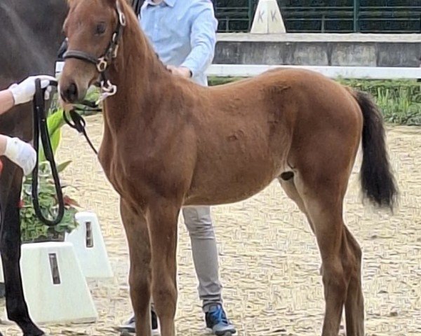 foal by Good Game (Westphalian, 2024, from Global Dancer)