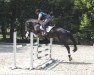 jumper Silbermond (Trakehner, 2009, from Hirtentanz 2)