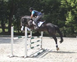 jumper Silbermond (Trakehner, 2009, from Hirtentanz 2)