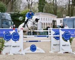 jumper Diaconda (Oldenburg show jumper, 2015, from Diacontinus)