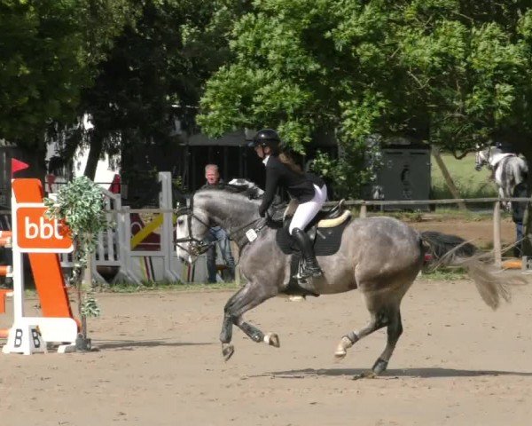 Reitturnier Springe 2024