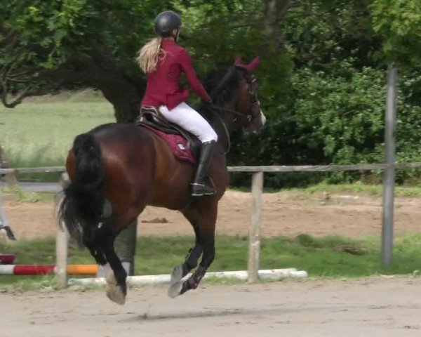 Reitturnier Springe 2024
