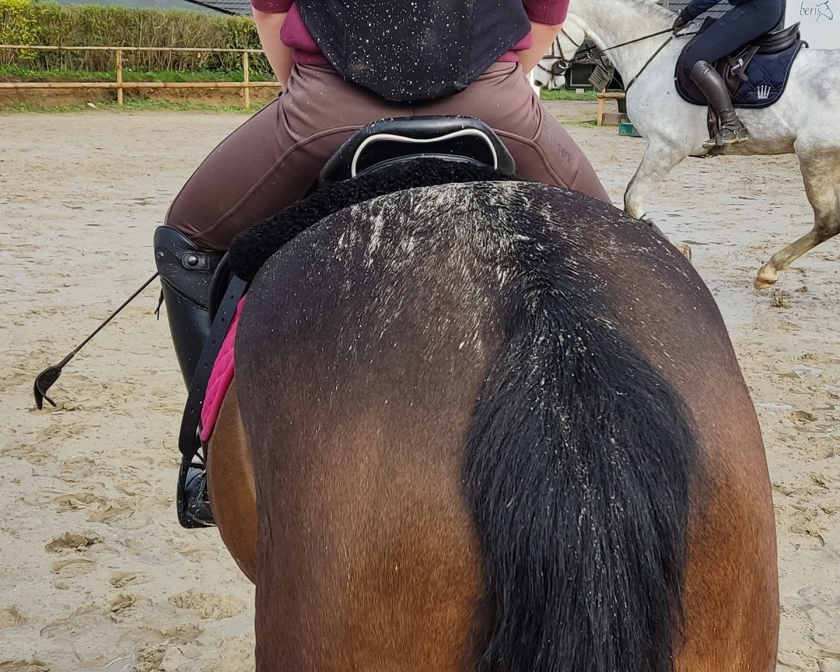 Springpferd Queen Mz (unbekannt, 2003)