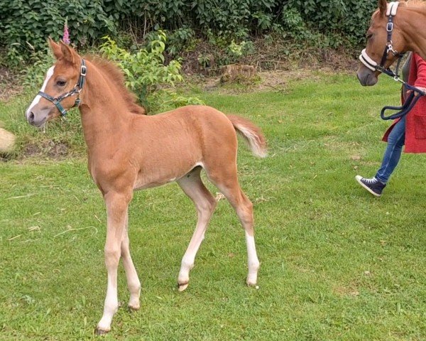 foal by Merida (German Riding Pony, 2024, from César 7)