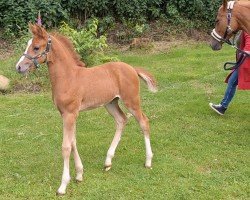 foal by Merida (German Riding Pony, 2024, from César 7)