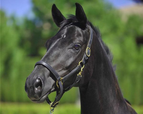 broodmare Himmelblau (Hanoverian, 2005, from Hochadel)