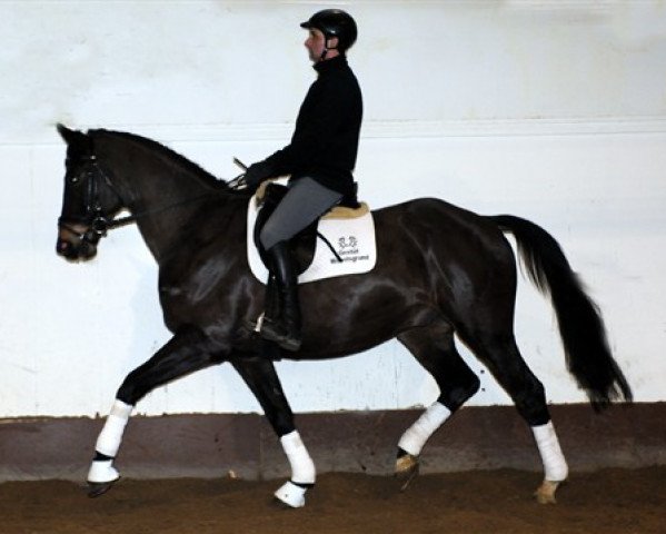 dressage horse Alba Lord (Trakehner, 2010, from Lord Luciano 2)