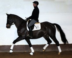 Dressurpferd Alba Lord (Trakehner, 2010, von Lord Luciano 2)