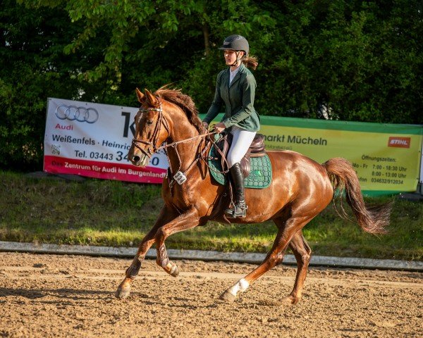 jumper Very exclusive (Oldenburg show jumper, 2018, from Vivaldi du Seigneur)