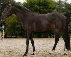 Springpferd Don Angelo 8 (Trakehner, 2010, von Michelangelo)