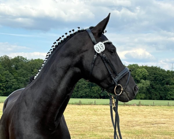 Zuchtstute Mayfair (KWPN (Niederländisches Warmblut), 2017, von Glock's Toto Jr.)