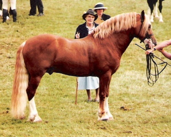 horse Rainhill Brenin (Welsh-Cob (Sek. D), 1991, from Nebo Brenin)