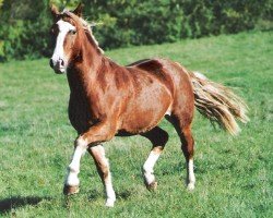 horse Rainhill Ambrose (Welsh-Cob (Sek. D), 2002, from Ebbw Dandy)