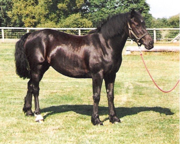 horse Rainhill Ebony (Welsh-Cob (Sek. D), 1993, from Ebbw Victor)