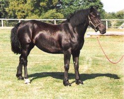 Pferd Rainhill Ebony (Welsh-Cob (Sek. D), 1993, von Ebbw Victor)