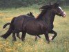 broodmare Derwen Pryder (Welsh-Cob (Sek. D), 1978, from Cefnpark Boy)