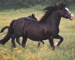 Zuchtstute Derwen Pryder (Welsh-Cob (Sek. D), 1978, von Cefnpark Boy)