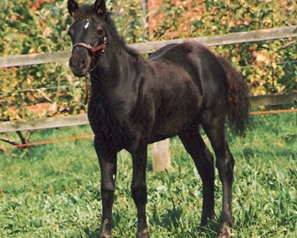 Pferd Rainhill Eclipse (Welsh-Cob (Sek. D), 1992, von Ystrad Dewi Flyer)