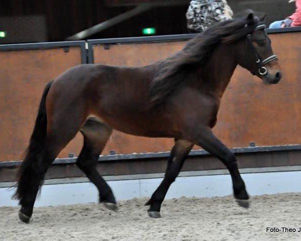 Pferd Magnum Hadrian (Dartmoor-Pony, 2014, von Moortown Hawk Wing)