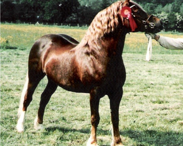 horse Ystrad Dewi Flyer (Welsh-Cob (Sek. D), 1985, from Cippyn Red Flyer)