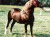 horse Ystrad Dewi Flyer (Welsh-Cob (Sek. D), 1985, from Cippyn Red Flyer)