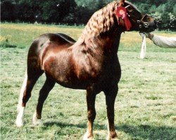 Pferd Ystrad Dewi Flyer (Welsh-Cob (Sek. D), 1985, von Cippyn Red Flyer)