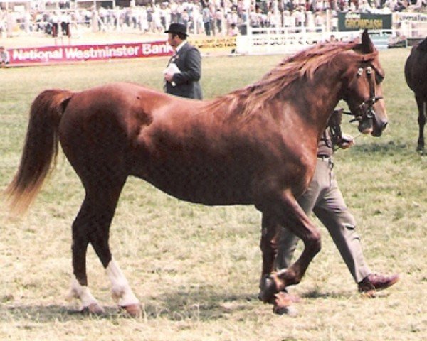 broodmare Ystrad Dewi Brenhines (Welsh-Cob (Sek. D), 1980, from Nebo Brenin)