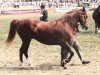 broodmare Ystrad Dewi Brenhines (Welsh-Cob (Sek. D), 1980, from Nebo Brenin)