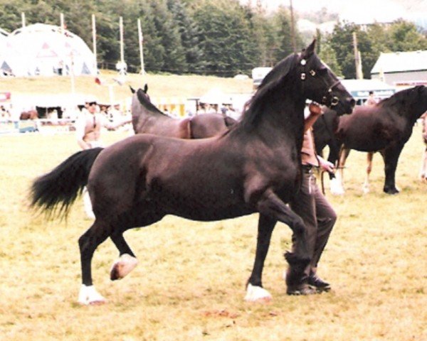 horse Ystrad Dewi Margarita (Welsh-Cob (Sek. D), 1975, from Parc Lucky Strike)