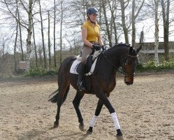 dressage horse Kadiana (Trakehner, 2011, from Heuberger TSF)