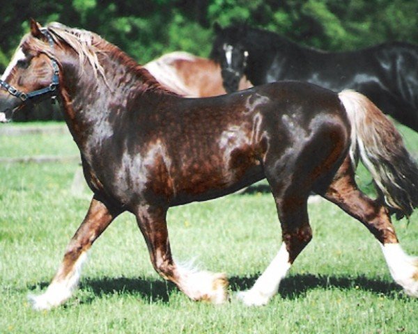 horse Ebbw Dandy (Welsh-Cob (Sek. D), 1990, from Ebbw Amber Flash)