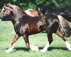 Pferd Ebbw Dandy (Welsh-Cob (Sek. D), 1990, von Ebbw Amber Flash)