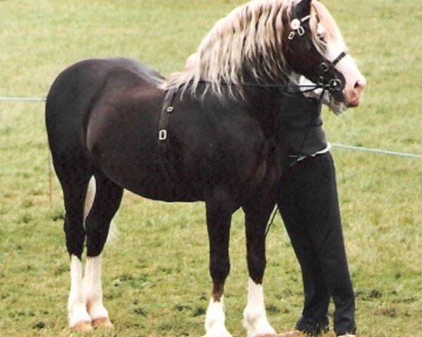 Deckhengst Ebbw Amber Flash (Welsh-Cob (Sek. D), 1985, von Ebbw Prince)