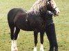 Deckhengst Ebbw Amber Flash (Welsh-Cob (Sek. D), 1985, von Ebbw Prince)