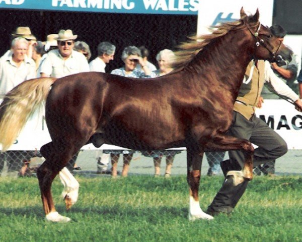 Pferd Rainhill Flyaway (Welsh-Cob (Sek. D), 1989, von Ystrad Dewi Flyer)