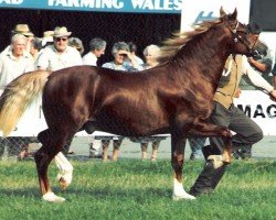 Pferd Rainhill Flyaway (Welsh-Cob (Sek. D), 1989, von Ystrad Dewi Flyer)