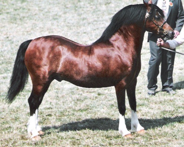 stallion Leyeswick Hagro (Welsh-Cob (Sek. C), 1999, from Leyeswick Flyer)