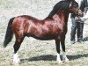 Deckhengst Leyeswick Hagro (Welsh-Cob (Sek. C), 1999, von Leyeswick Flyer)