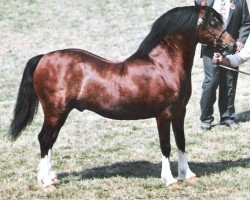 Deckhengst Leyeswick Hagro (Welsh-Cob (Sek. C), 1999, von Leyeswick Flyer)