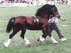 stallion Leyeswick Flyer (Welsh-Cob (Sek. C), 1977, from Cledlyn Rustic Lad)