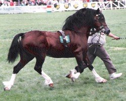 stallion Leyeswick Flyer (Welsh-Cob (Sek. C), 1977, from Cledlyn Rustic Lad)