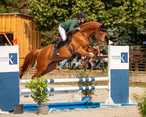 jumper Nivek (German Sport Horse, 2018, from Nabab de Rêve)